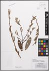 Foto von Salix caprea L. x Salix purpurea L.